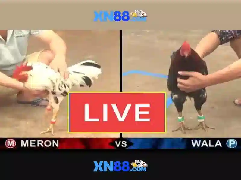 💎wild ace jili slot💎 💎wild ace jili slot💎